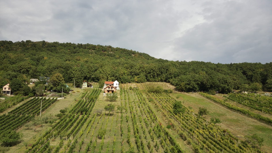 Anwesen mit Weinberg und Wohnhaus in Vinica / Slowakei – Preissenkung