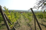 Anwesen mit Weinberg und Wohnhaus in Vinica / Slowakei – Preissenkung
