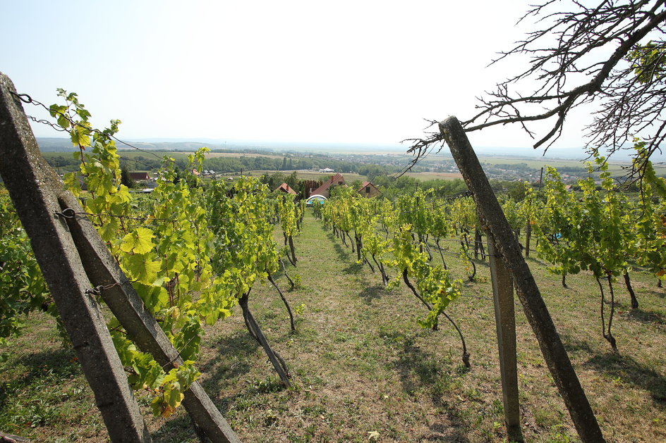 Anwesen mit Weinberg und Wohnhaus in Vinica / Slowakei – Preissenkung